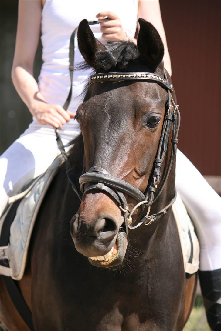 Welsh Cob (sec D) tai ticcazini musen!<3 - i wana grow old with you!(: billede 3