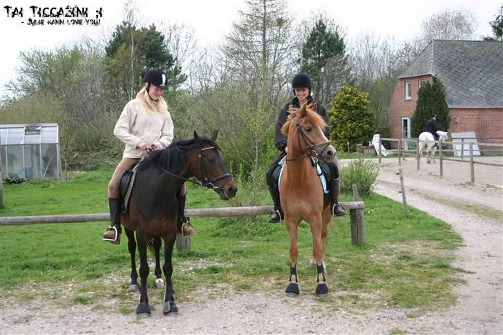 Welsh Cob (sec D) tai ticcazini musen!<3 - det skal være dig og mig altid ikke? billede 4