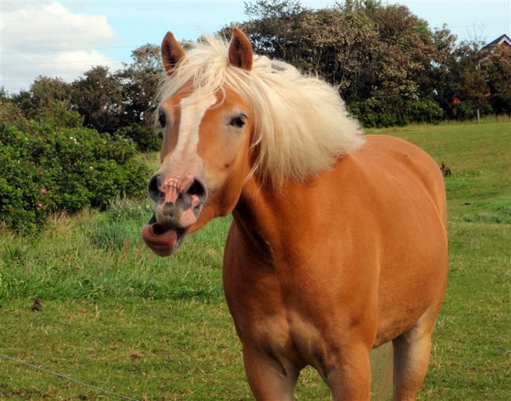 Haflinger               Alena - :-) billede 14