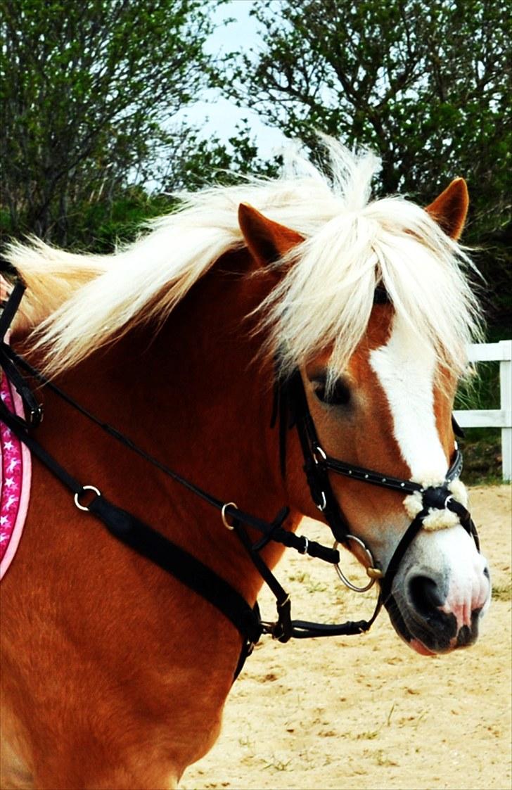 Haflinger               Alena - :-). billede 15