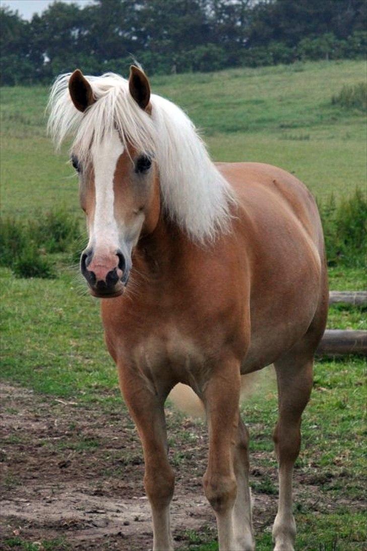 Haflinger               Alena - :-). billede 16