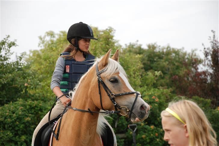 Haflinger               Alena - det var dejligt dengang! billede 17