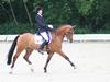 New Forest Fuglekildes Macoy *solgt*
