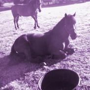 Anden særlig race Bastian (Solgt)