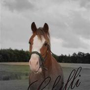 Welsh Pony (sec B) Chilli *Gammel part*