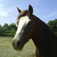 Welsh Pony (sec B) Chilli *Gammel part*