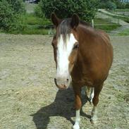Welsh Pony (sec B) Chilli *Gammel part*