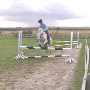 Welsh Mountain (sec A) Fakla Gringo .··..··.