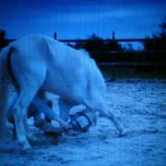 Welsh Mountain (sec A) Fakla Gringo .··..··.