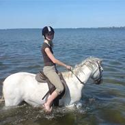 Welsh Mountain (sec A) Fakla Gringo .··..··.
