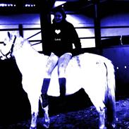 Welsh Mountain (sec A) Fakla Gringo .··..··.