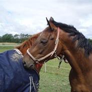 Trakehner Samuel