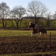 Anden særlig race Lilla