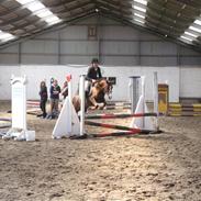 Anden særlig race Baltic Felicia *solgt*