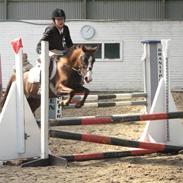 Anden særlig race Baltic Felicia *solgt*