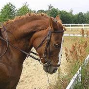 Anden særlig race Baltic Felicia *solgt*