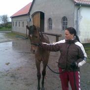 Arabisk fuldblod (OX) Al Watino Estopa of Tas R.I.P 