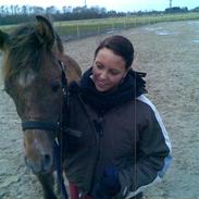 Arabisk fuldblod (OX) Al Watino Estopa of Tas R.I.P 