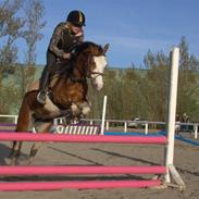 Welsh Pony (sec B) Ryttergaardens Bluie