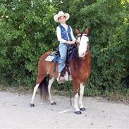Welsh Pony (sec B) Ryttergaardens Bluie