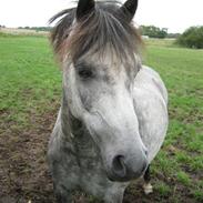 Welsh Pony (sec B) Indiana Joe
