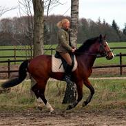 Dansk Varmblod Cooper