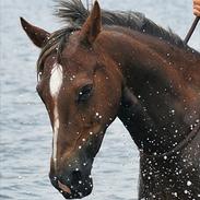 Welsh Cob (sec D) Bogensø´s Queen  ( Den smukkeste himmel hest )