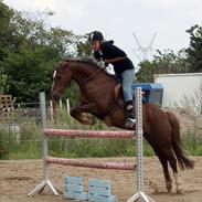 Welsh Cob (sec D) Bogensø´s Queen  ( Den smukkeste himmel hest )