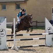 Welsh Cob (sec D) Bogensø´s Queen  ( Den smukkeste himmel hest )