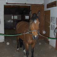 Anden særlig race Vanessa