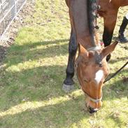 Anden særlig race Vanessa