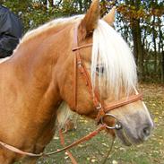 Tyroler Haflinger Shamrock