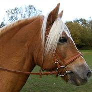 Tyroler Haflinger Shamrock