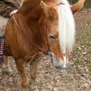 Tyroler Haflinger Shamrock