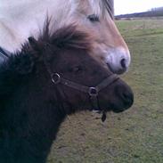 Shetlænder BOBBY