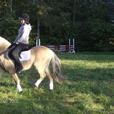 Anden særlig race Perle