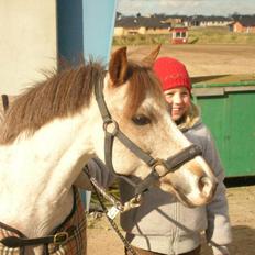 Welsh Pony (sec B) Amandas ElveraSolgt:/