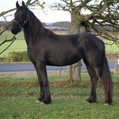 Frieser Sasia Ellemose