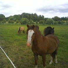 Welsh Pony (sec B) Chilli *Gammel part*