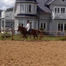 Welsh Pony (sec B) Chilli *Gammel part*