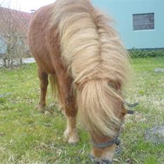 Shetlænder Maskot<3