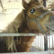 Shetlænder Maskot<3