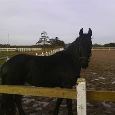 Frieser Sasia Ellemose