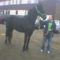 Frieser Sasia Ellemose