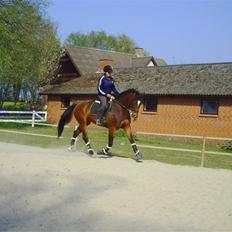 Dansk Varmblod Estepona Kærlund *R.I.P*