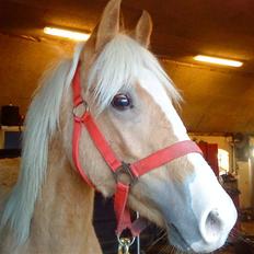 Palomino **Golden Miss Gucci*solgt