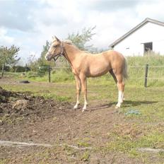 Palomino **Golden Miss Gucci*solgt