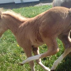 Palomino **Golden Miss Gucci*solgt