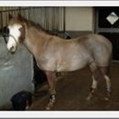 Anden særlig race Bacardi *tidl. hest