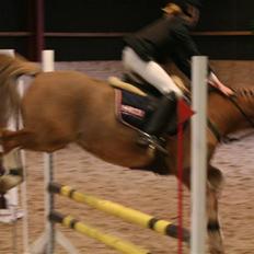 Anden særlig race Bacardi *tidl. hest